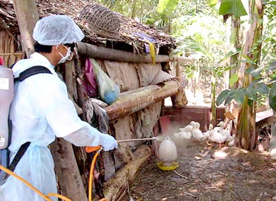 A vet sprays disinfectant in the affected farms (Photo: SGGP) A vet sprays disinfectant in the affected farms (Photo: SGGP)